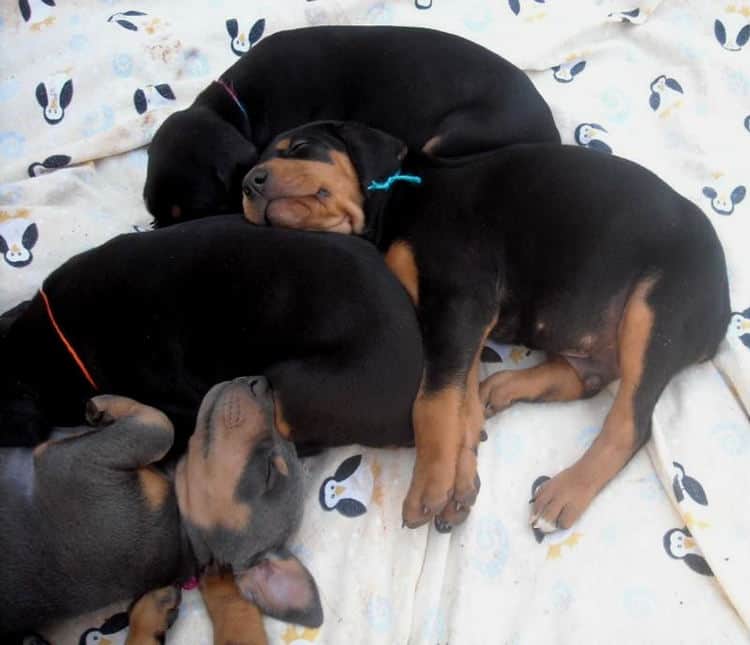 5 week old dobe puppies