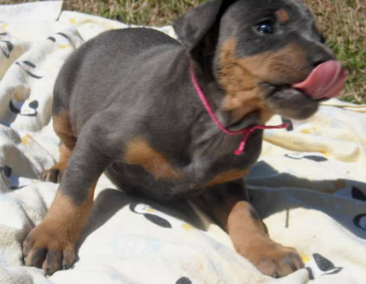 5 week old blue doberman female pup
