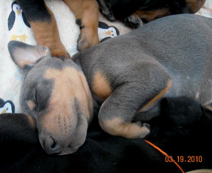 5 week old blue doberman female pup