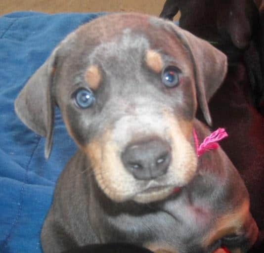 6 week old blue doberman female pup