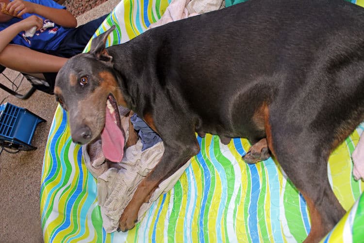 day old dobermann puppies