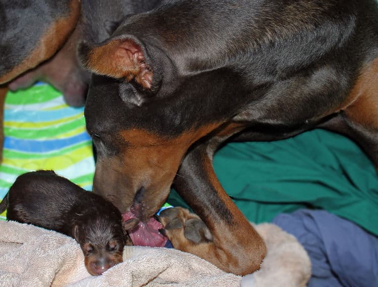 day old dobermann puppies