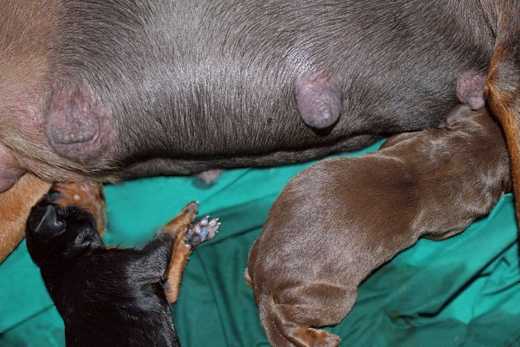 day old dobermann puppies