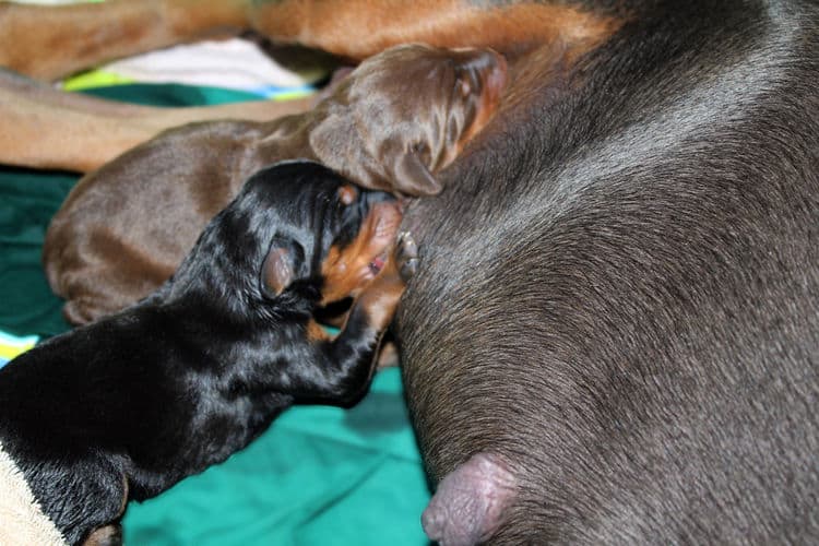 day old dobermann puppies