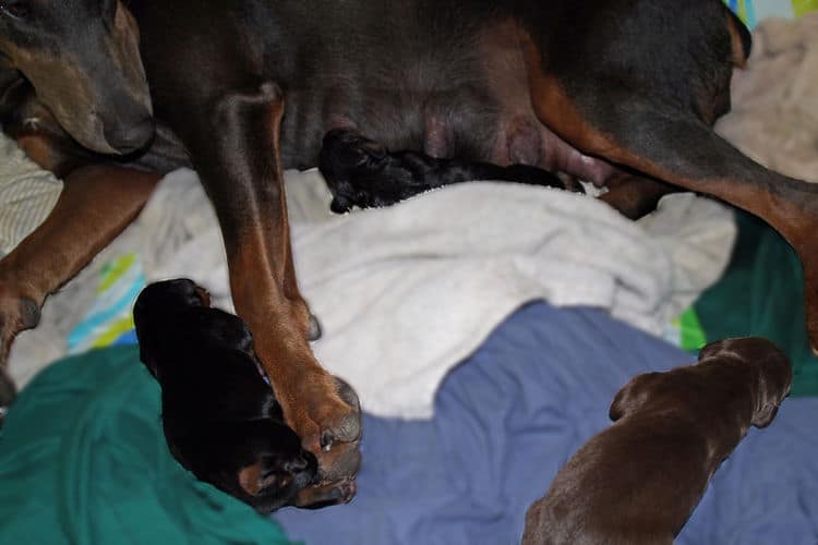 day old dobermann puppies