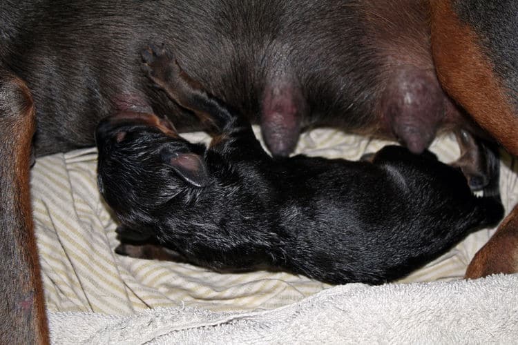 day old dobermann puppies