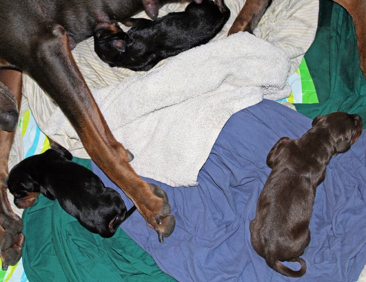 day old dobermann puppies