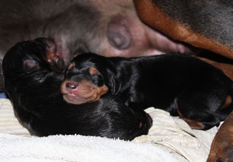 day old dobermann puppies