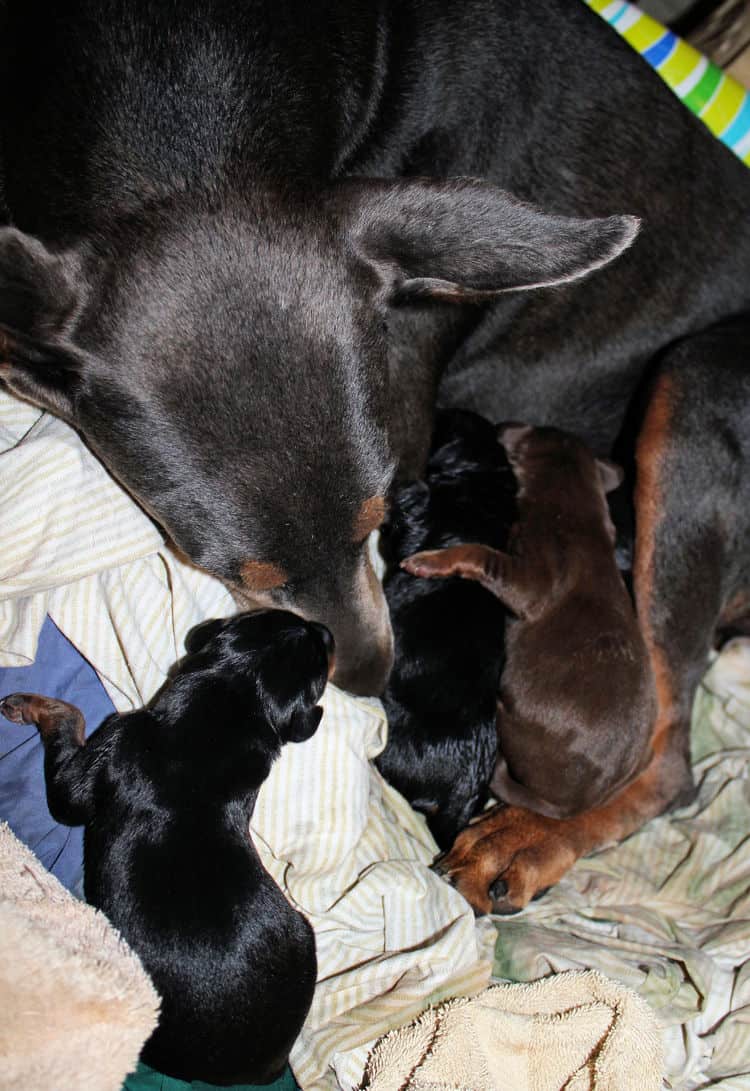 day old dobermann puppies