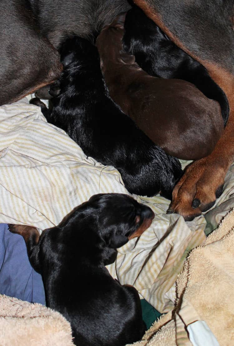 day old dobermann puppies