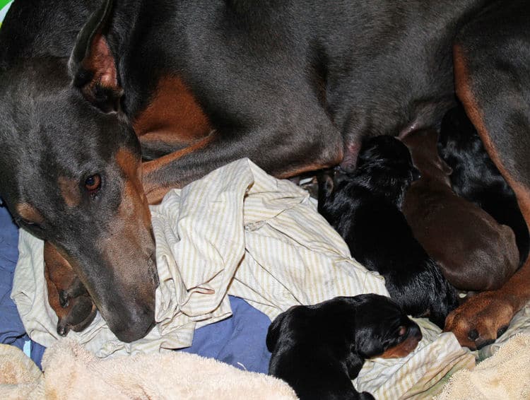 day old dobermann puppies