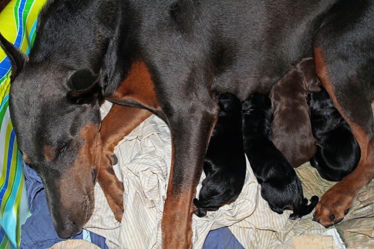 day old dobermann puppies