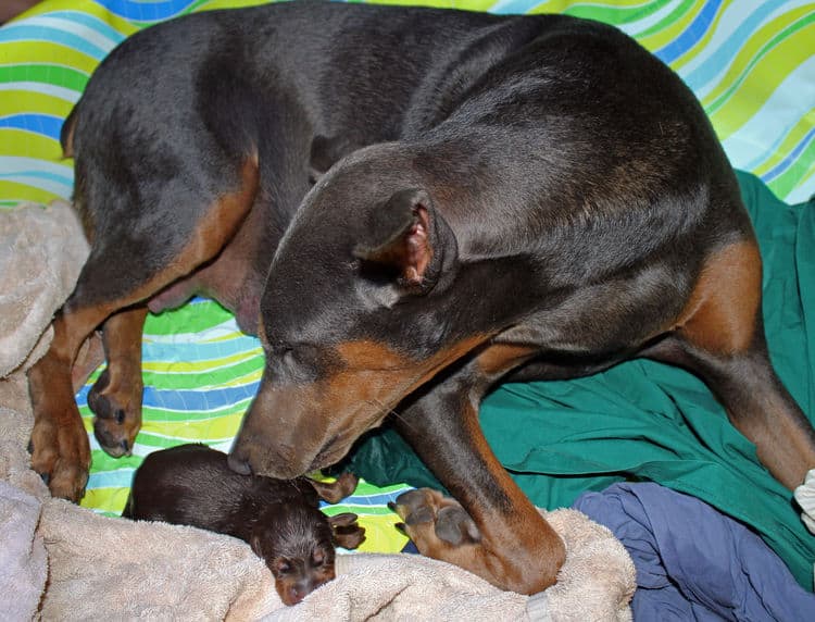 day old dobermann puppies