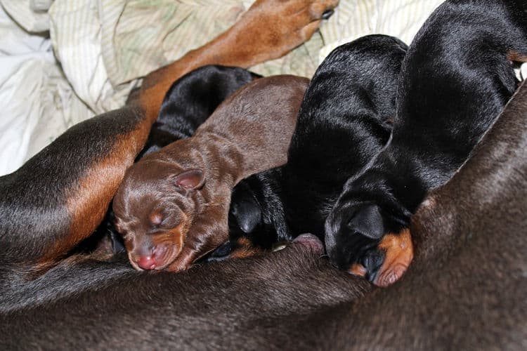 day old dobermann puppies