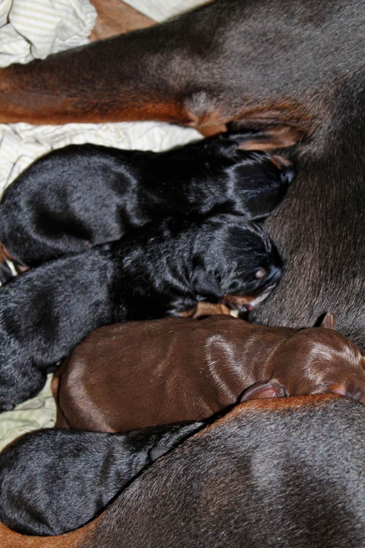 day old dobermann puppies