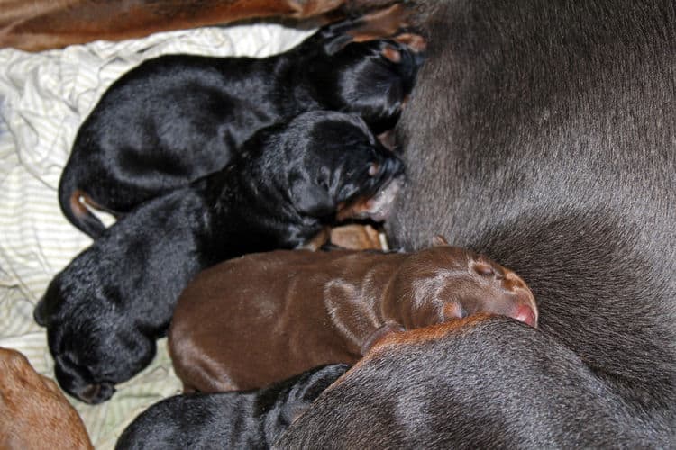 day old dobermann puppies