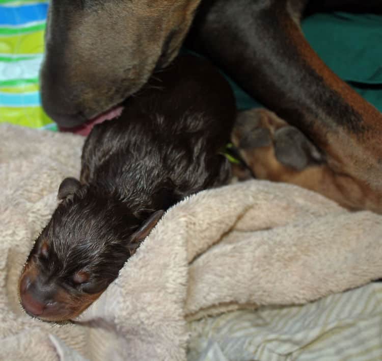 day old dobermann puppies