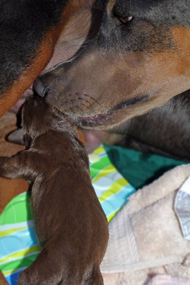 day old dobermann puppies