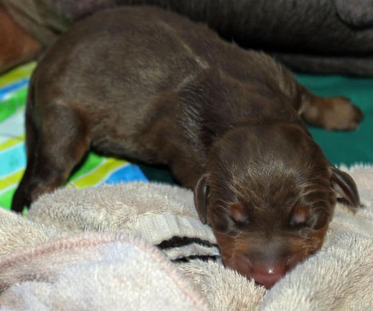 day old dobermann puppies