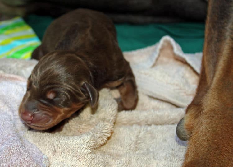 day old dobermann puppies