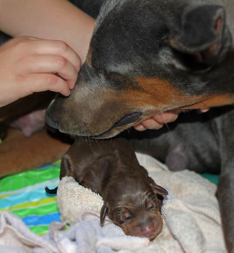 day old dobermann puppies