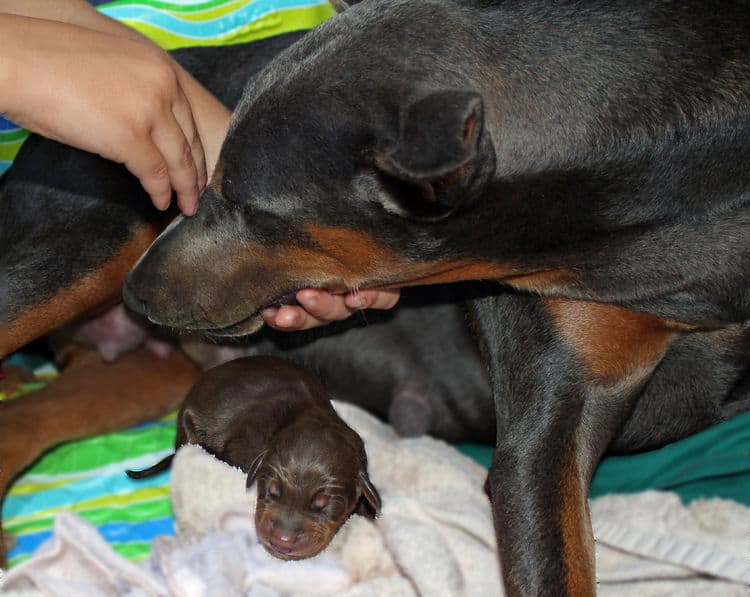 day old dobermann puppies