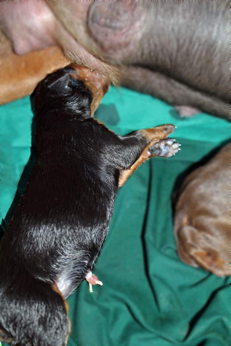 day old dobermann puppies