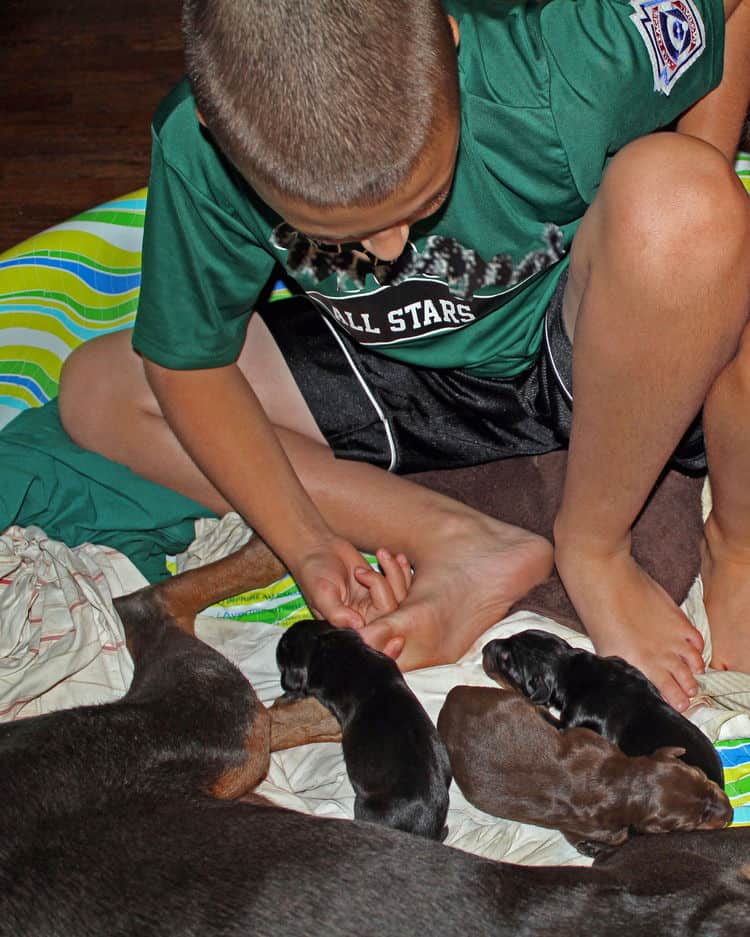 days old dobermann puppies