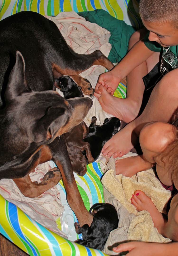 days old dobermann puppies