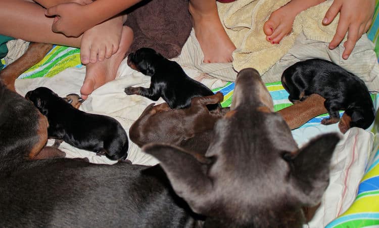 days old dobermann puppies