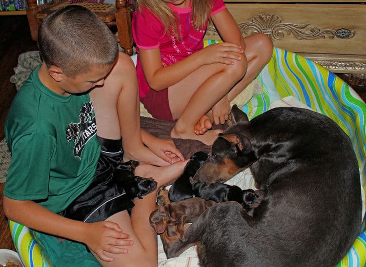 days old dobermann puppies