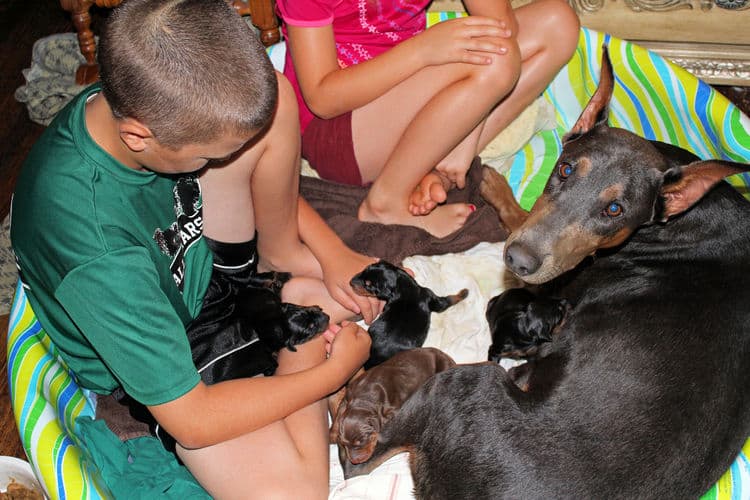 days old dobermann puppies