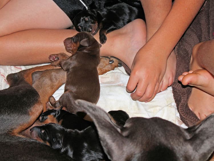 days old dobermann puppies