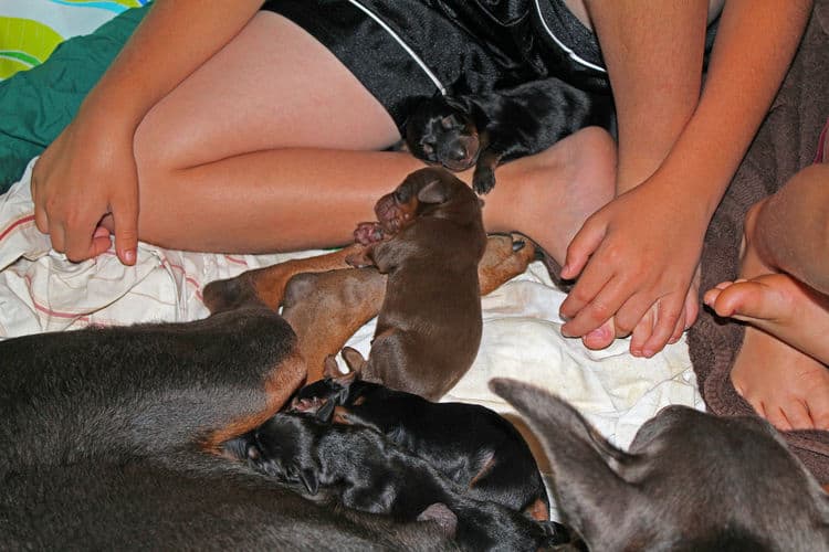 days old dobermann puppies