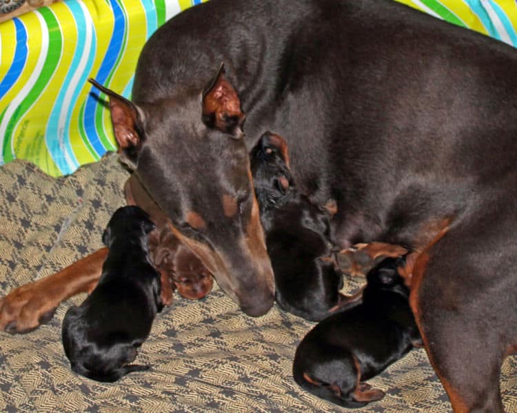 days old dobermann puppies