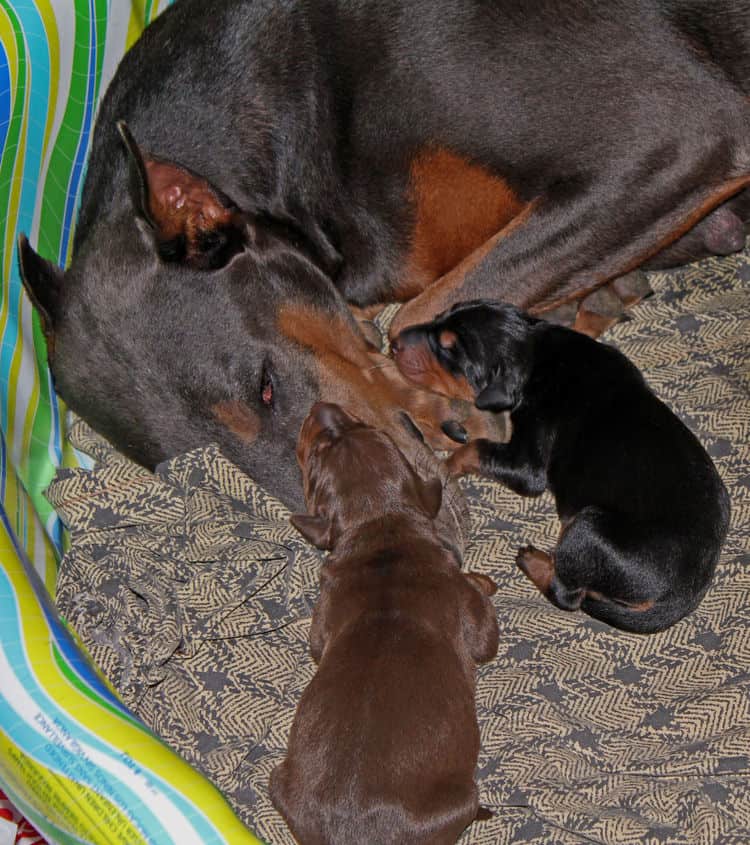 days old dobermann puppies