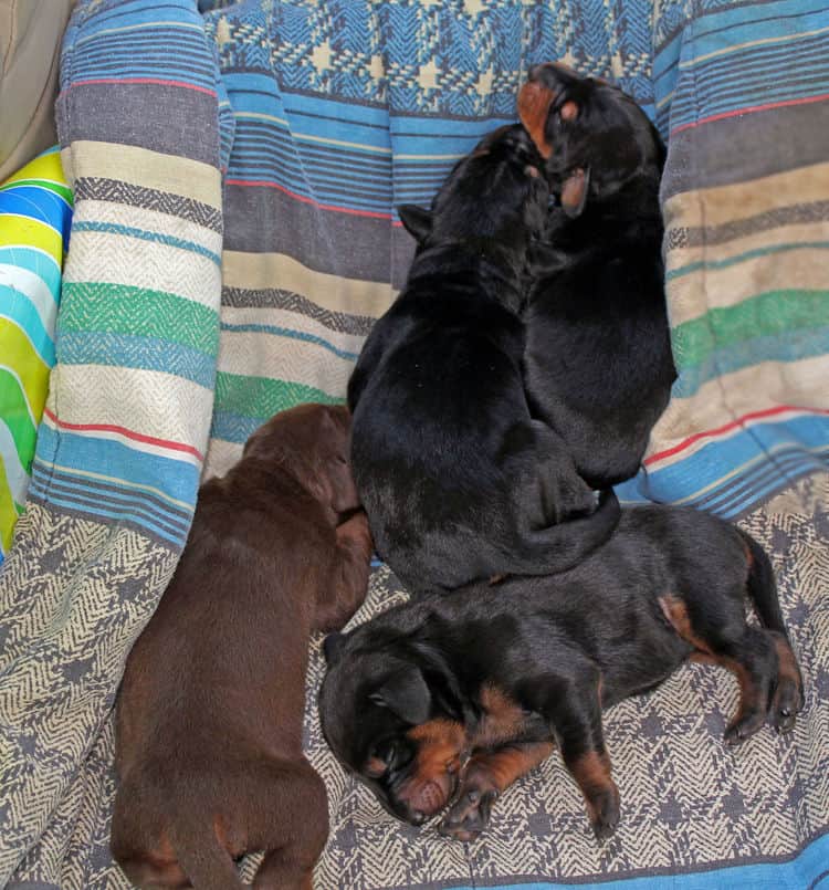 days old dobermann puppies