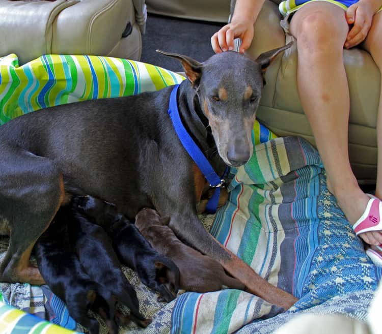 days old dobermann puppies