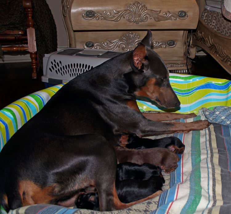 days old dobermann puppies