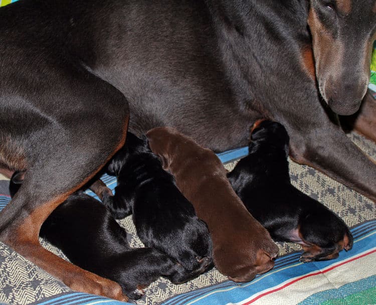 days old dobermann puppies