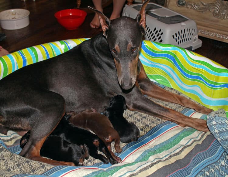 days old dobermann puppies