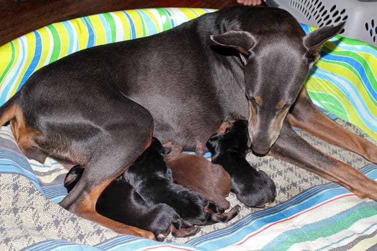 days old dobermann puppies