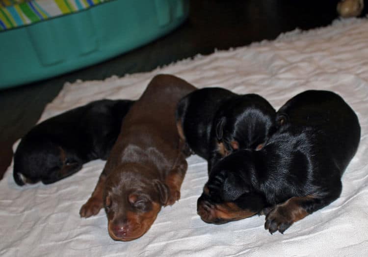 week old dobie babies; blacks and a red