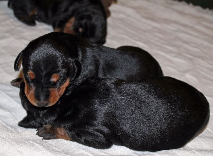 week old dobie babies; blacks and a red