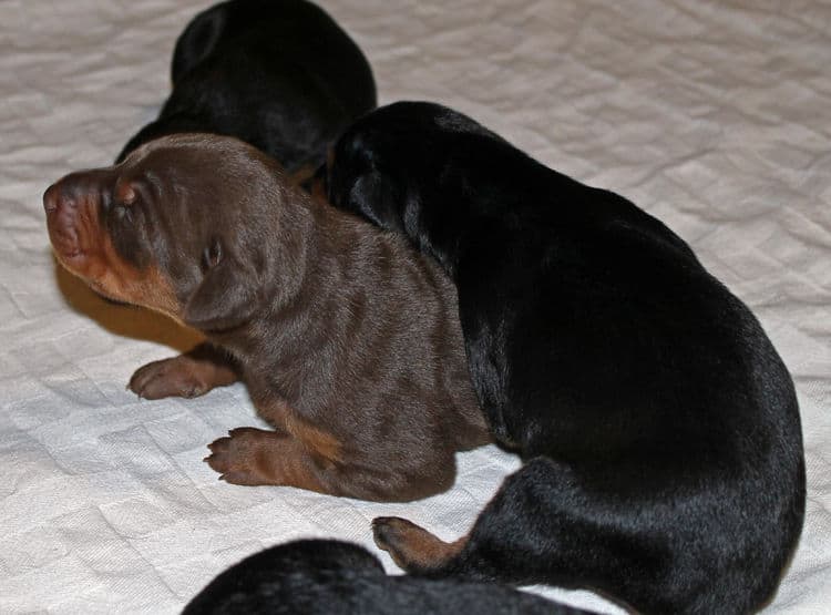 week old dobie babies; blacks and a red