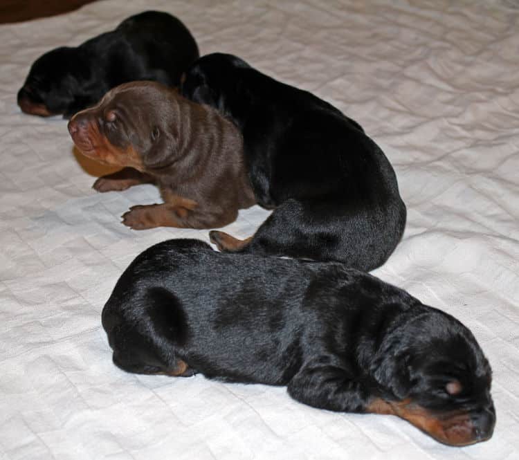 week old dobie babies; blacks and a red