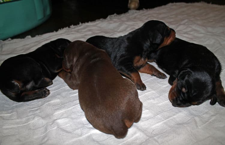 week old dobie babies; blacks and a red