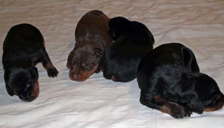 week old dobie babies; blacks and a red