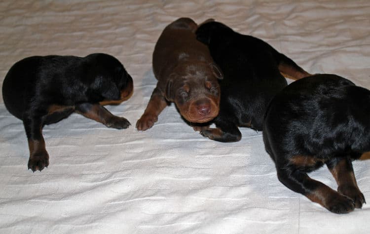 week old dobie babies; blacks and a red