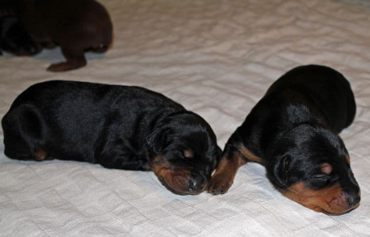 week old dobie babies; blacks and a red